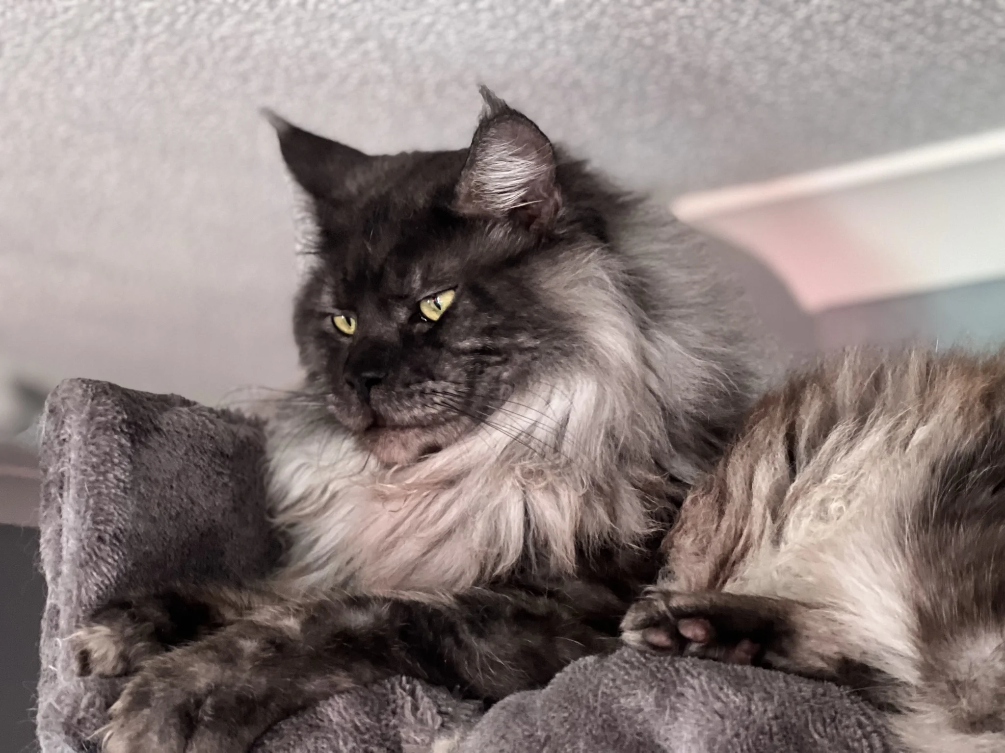 Draco