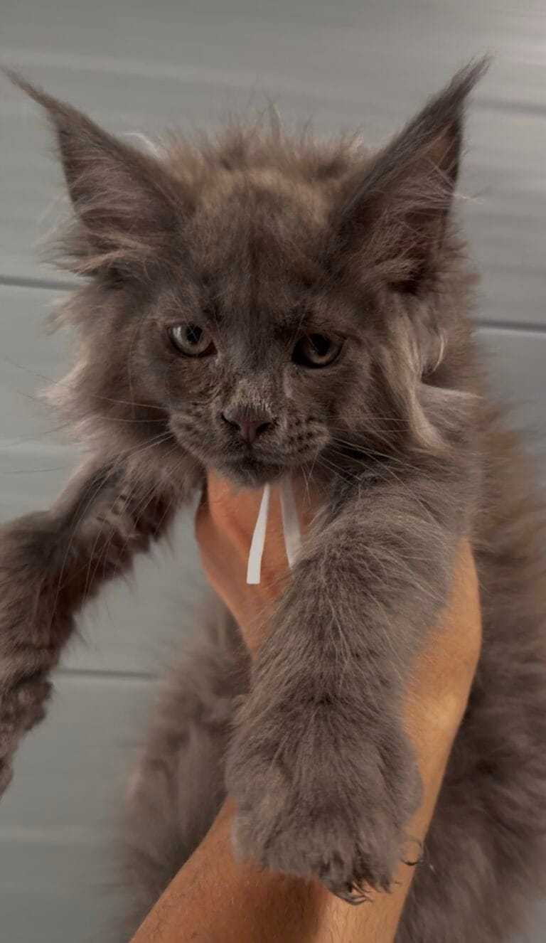 blue boy white collar