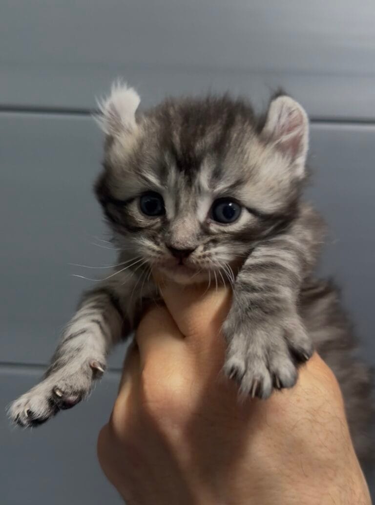 American curl 