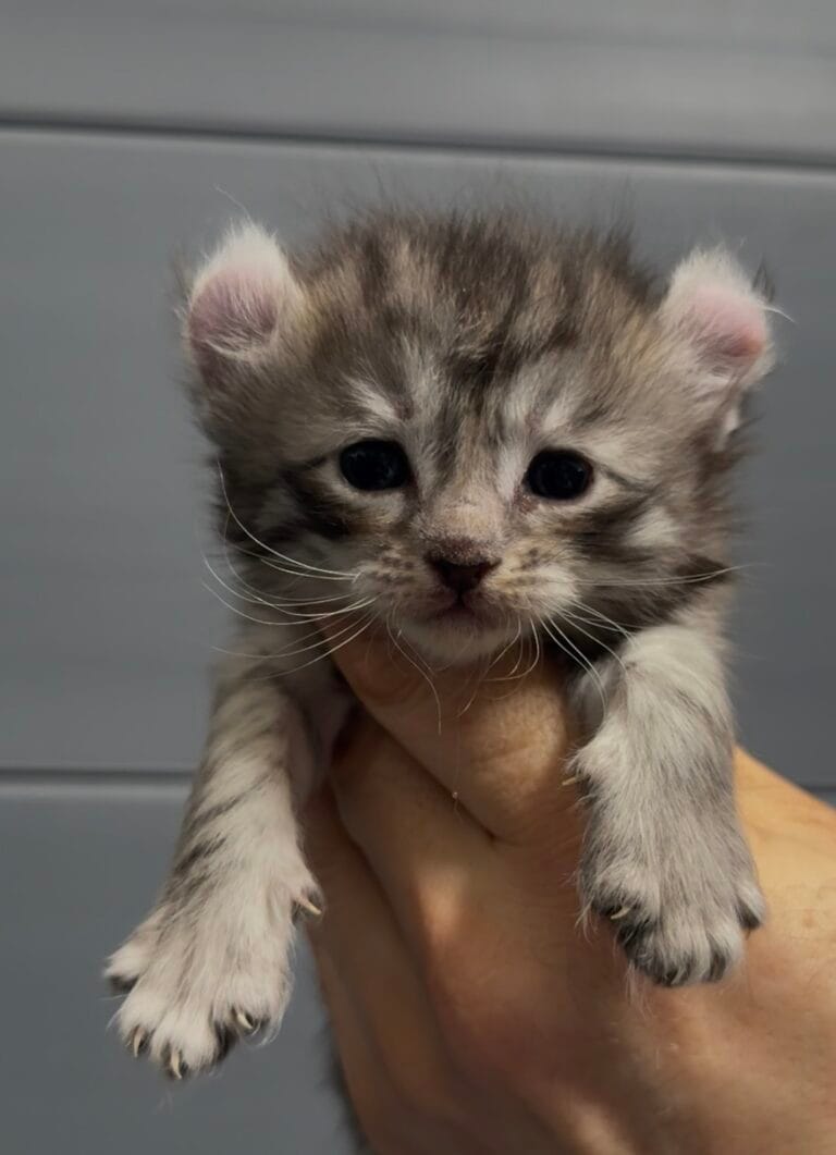 American curl 