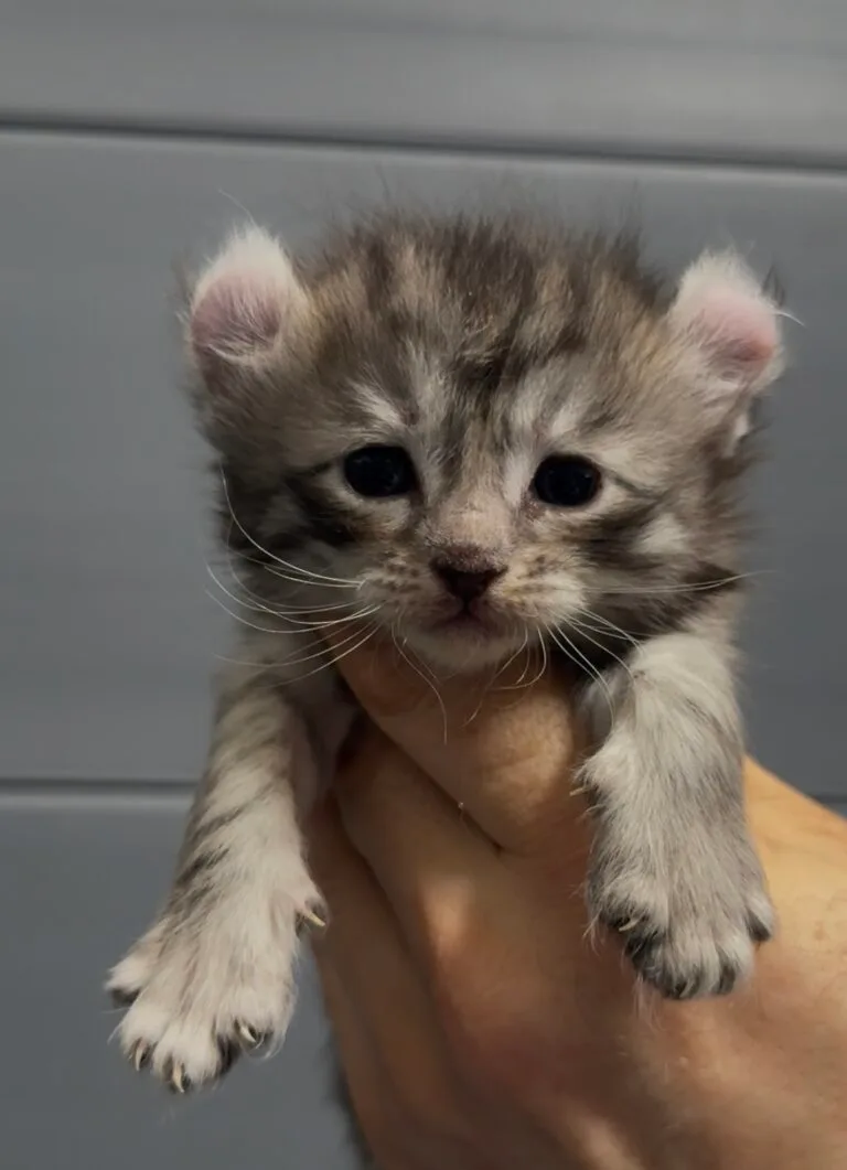 American curl 