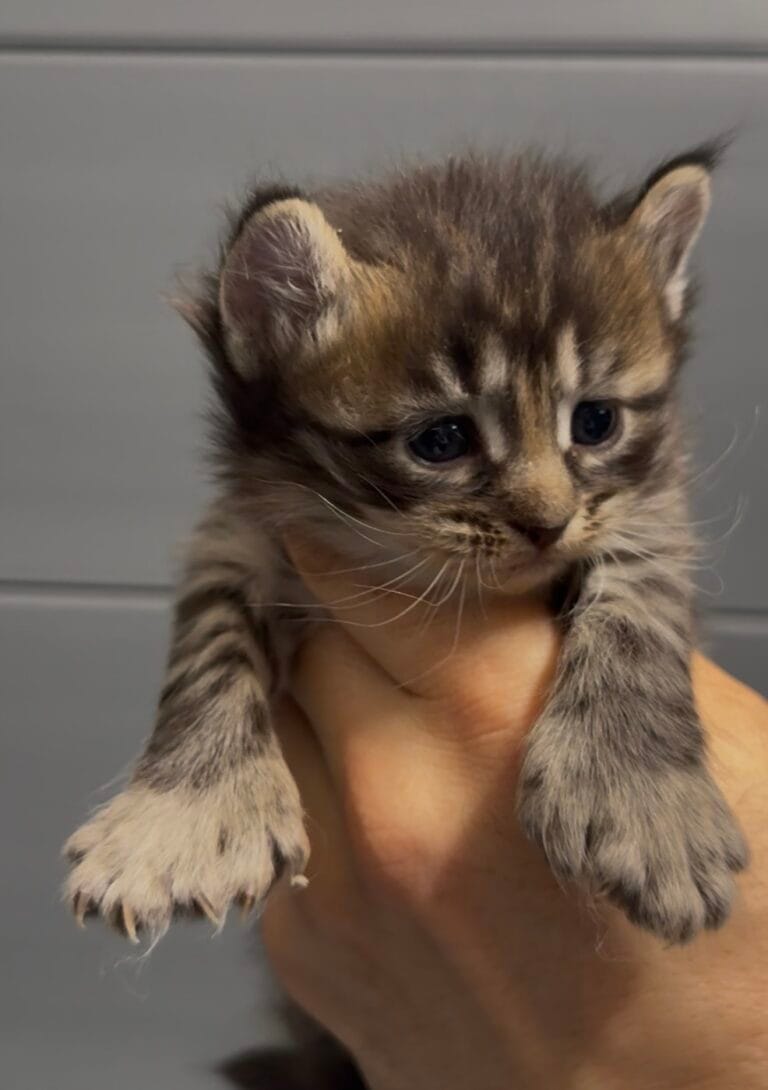  poly american curl boy