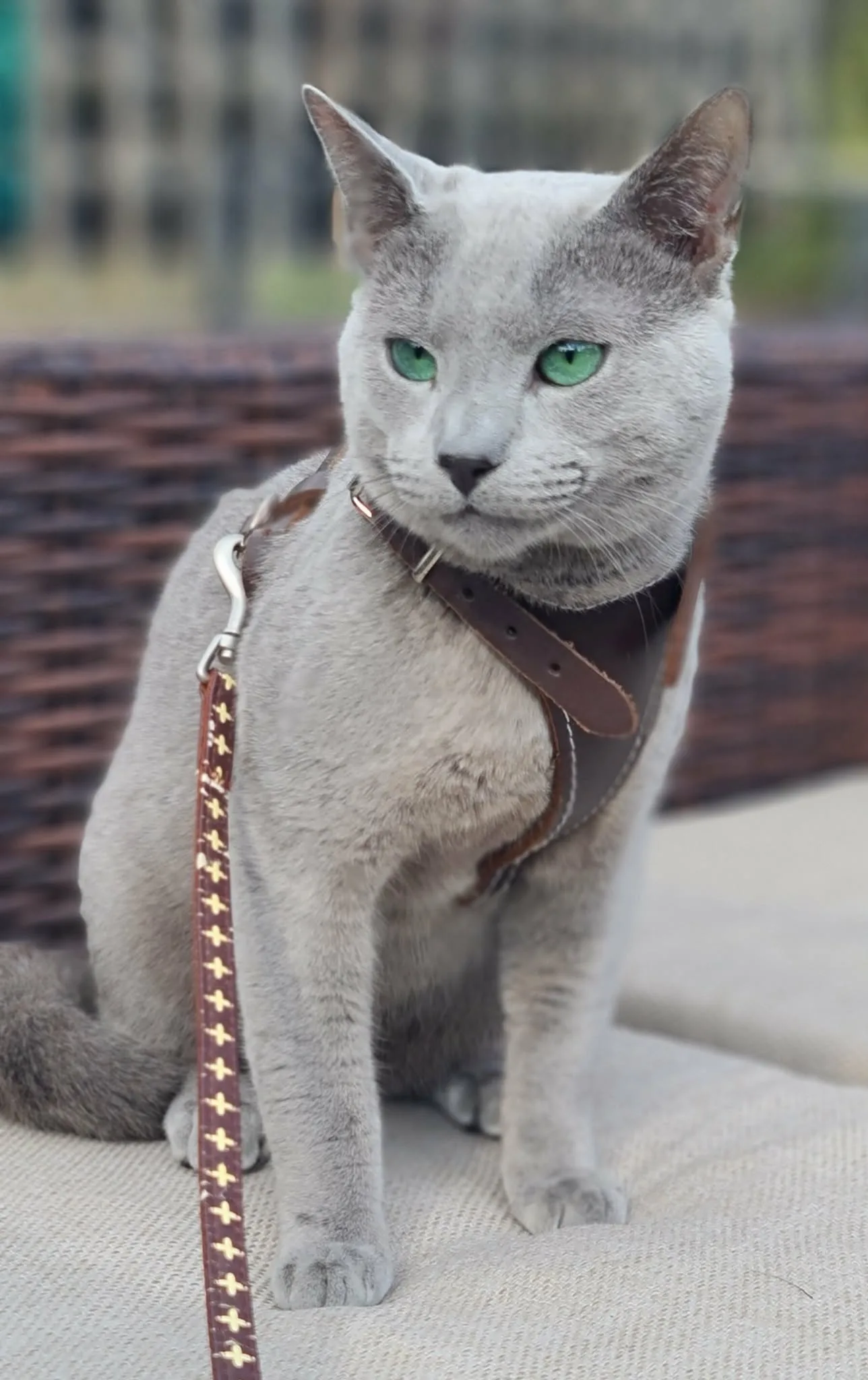Tsar